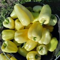 Продам перець Барбі і Хаскі