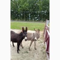 Продаємо ВІСЛЮКІВ