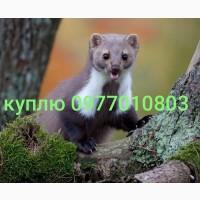 Куплю шкури куниці