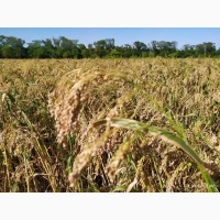 Продам насіння проса еліта сорт Полтавське золотисте із сертефікатом