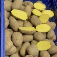 Насіннєва картопля Королева Анна оптом, висока врожайність