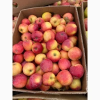 Продам яблука з холодильника оптом