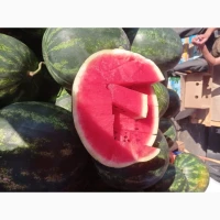 Продам кавун Київ