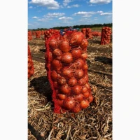 Цибуля з поля сорт Камперо