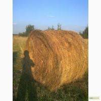 Продам сено