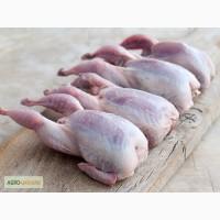Перепелиное мясо в розницу и оптом под реализацию