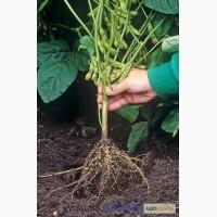 Продам інокулянт Хістік виробник basf