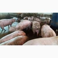 Куплю свиней живым весом по хорошим ценам львоская обл
