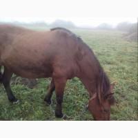 Продам жиребну кобилу