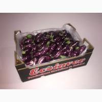 БАКЛАЖАН МИНИ Испанский. от Производителя