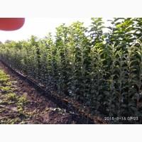 Саженцы яблони