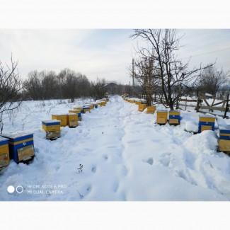 Продам семьи пчел 50 шт., порода бакфаст/карника, Дадан. Можно с ульями 10р