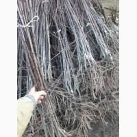 Саджанці сливи від виробника - Топ гігант плюс, Стенлей, Топ хіт, Амерс - саженцы слив