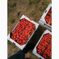 Продам клубнику Супер качества