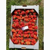 Продам клубнику Супер качества