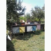 Віск воск бджолиний натуральний без домішок