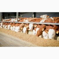 Бычки, 20 голов