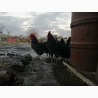 Джерсийский гигант яйцо и цыплята