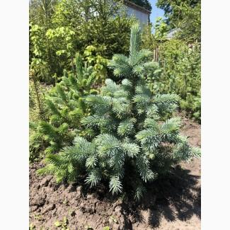 Продам Ель колючая голубая