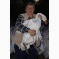 Маточное поголовье гусей породы Мамут