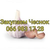 Закупаем Чеснок