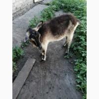 Продам козу дойную 3-х литровку и козочек, оптом