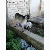 Продам козу дойную 3-х литровку и козочек, оптом