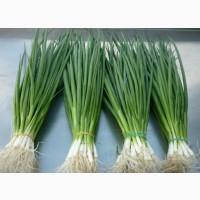 Реализуем зелёный лук