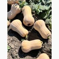 Продам тыкву