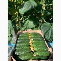 Огірок оптом, огірок від от виробника, огірок колючка, огірок Харківська область