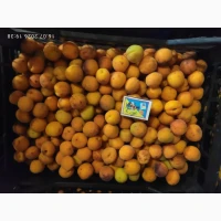 Продам товарну абрикосу та на заморозку
