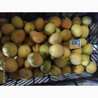 Продам товарну абрикосу та на заморозку