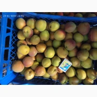 Продам товарну абрикосу та на заморозку