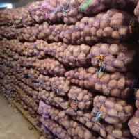 Продам товарну картоплю, сорт Гранада, Белла Роса, Коннект