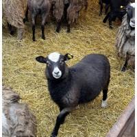 Баранчики Романівської породи