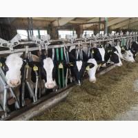 Продам нетелей (Голштин). Ціна договірна. с.Дзигівка Могилів-Подільський р-н