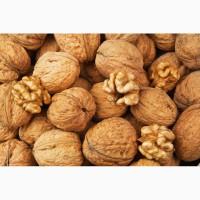 Закупаем грецкий орех