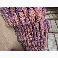 Продам товарну картоплю «Гранада»