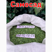 САМОСАД домашній МАХОРКА вищий сорт