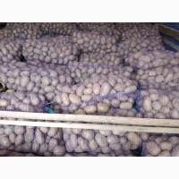 Продам товарну картоплю