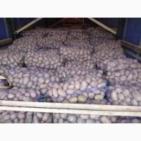 Продам товарну картоплю