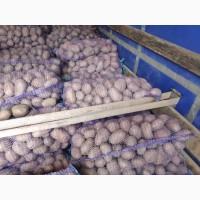 Продам товарну картоплю