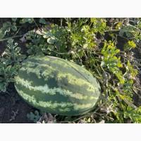 Продам кавун Фарао F1 5-12 кг