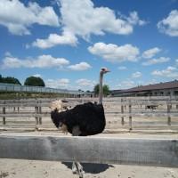 Продам страуса і маленьких страусят