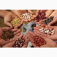 Купуємо квасолю різних сортів на переробку