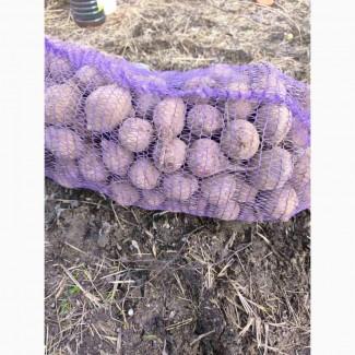Продам Столовий Буряк (маленький)