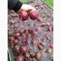 Продам молодий буряк, митий