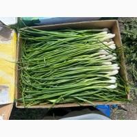 Продам польову зелену цибулю