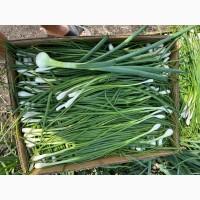 Продам польову зелену цибулю