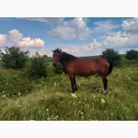 Продам робочу кобилу